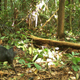 The agouti, a large rodent, is as adorable as it is destructive to cassava crops in the Amazon.